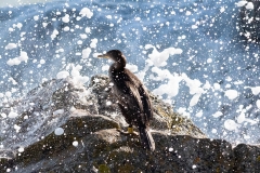 Grand Cormoran