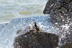 Grand Cormoran
