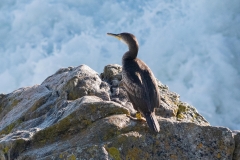 Grand Cormoran