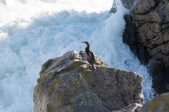 Grand Cormoran