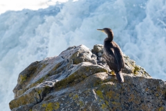 Grand Cormoran
