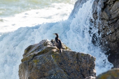 Grand Cormoran