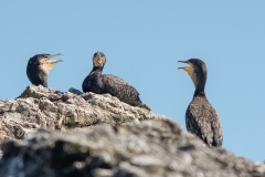 Grand Cormoran