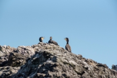 Grand Cormoran