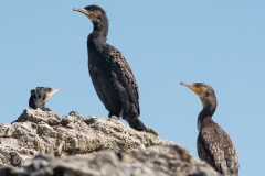 Grand Cormoran
