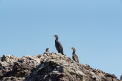 Grand Cormoran