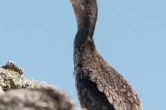Grand Cormoran