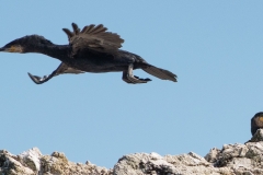 Grand Cormoran
