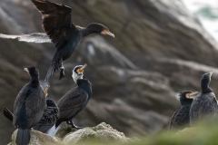 Grand Cormoran