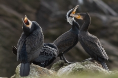 Grand Cormoran