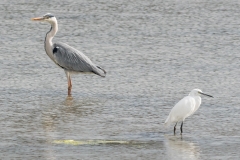Héron cendré et Aigrette garzette