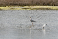 Héron cendré et Aigrette garzette