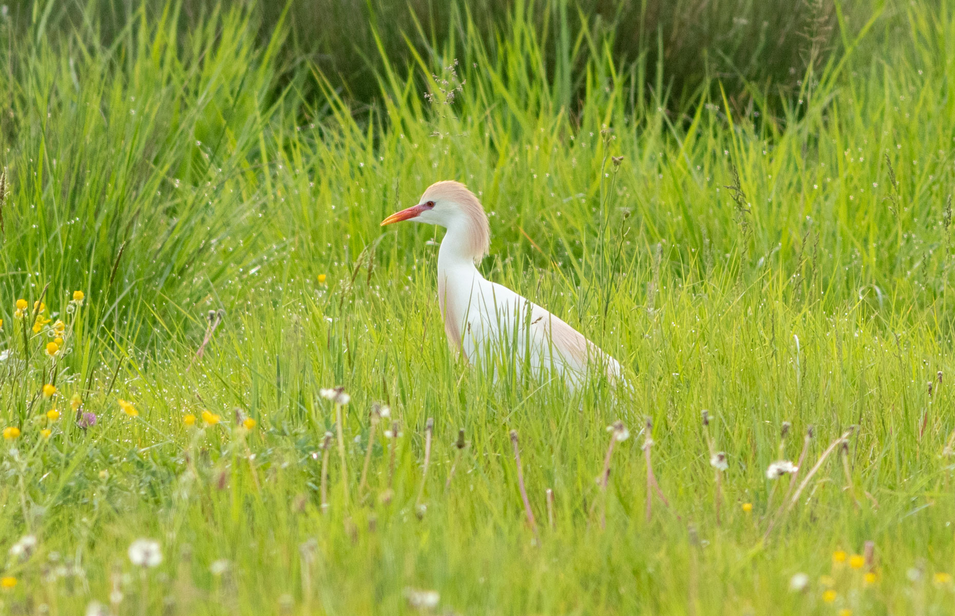 Héron gardeboeufs (Bubulcus ibis)