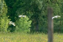 Héron gardeboeufs (Bubulcus ibis)