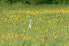 Héron gardeboeufs (Bubulcus ibis)