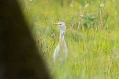 Héron gardeboeufs (Bubulcus ibis)