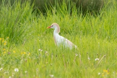 Héron gardeboeufs (Bubulcus ibis)