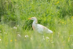 Héron gardeboeufs (Bubulcus ibis)