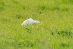Héron gardeboeufs (Bubulcus ibis)