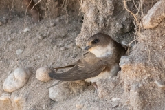 Hirondelle de rivage