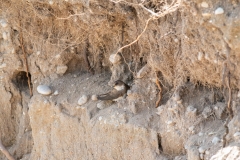 Hirondelle de rivage