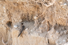 Hirondelle de rivage
