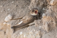 Hirondelle de rivage