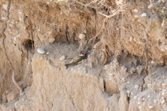 Hirondelle de rivage