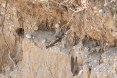 Hirondelle de rivage