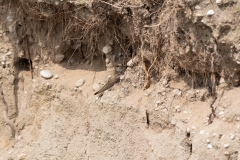 Hirondelle de rivage