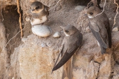 Hirondelle de rivage