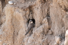 Hirondelle de rivage
