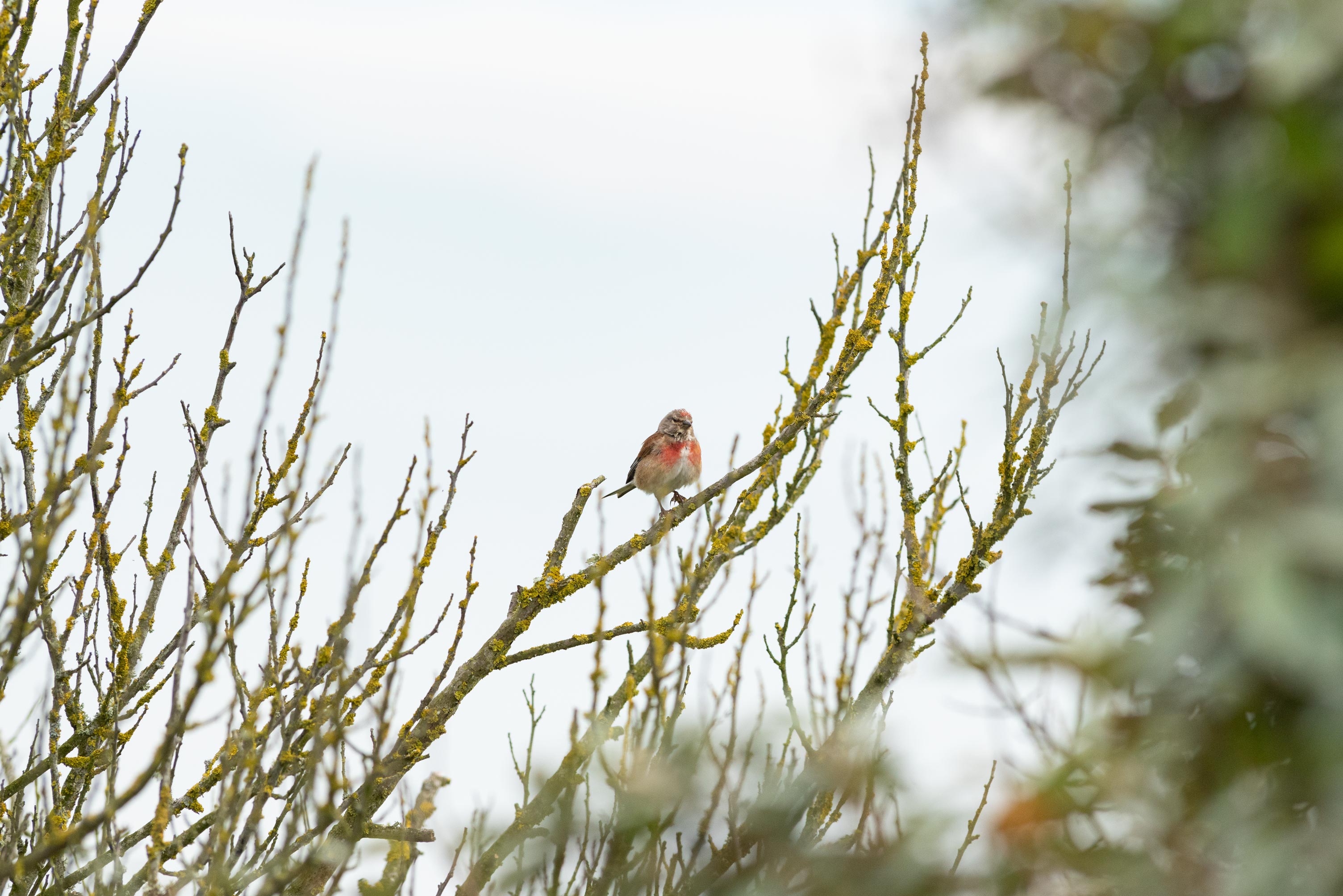 Linotte mélodieuse (Carduelis cannabina)
