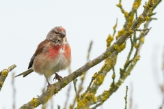 Linotte mélodieuse (Carduelis cannabina)