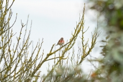Linotte mélodieuse (Carduelis cannabina)