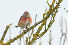 Linotte mélodieuse (Carduelis cannabina)