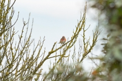 Linotte mélodieuse (Carduelis cannabina)
