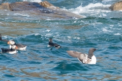 Macareux moine et Guillemots de Troïl