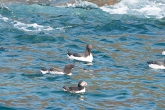 Macareux moine et Guillemots de Troïl