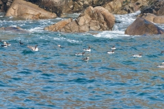 Macareux moine et Guillemots de Troïl