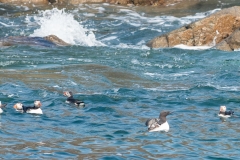 Macareux moine et Guillemots de Troïl