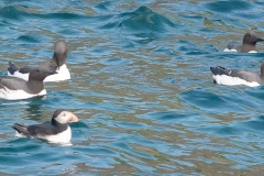 Macareux moine et Guillemots de Troïl