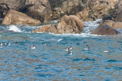 Macareux moine et Guillemots de Troïl