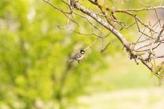 Mésange charbonnière