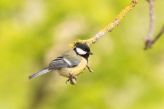Mésange charbonnière