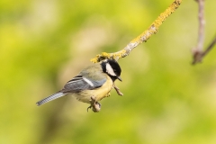 Mésange charbonnière