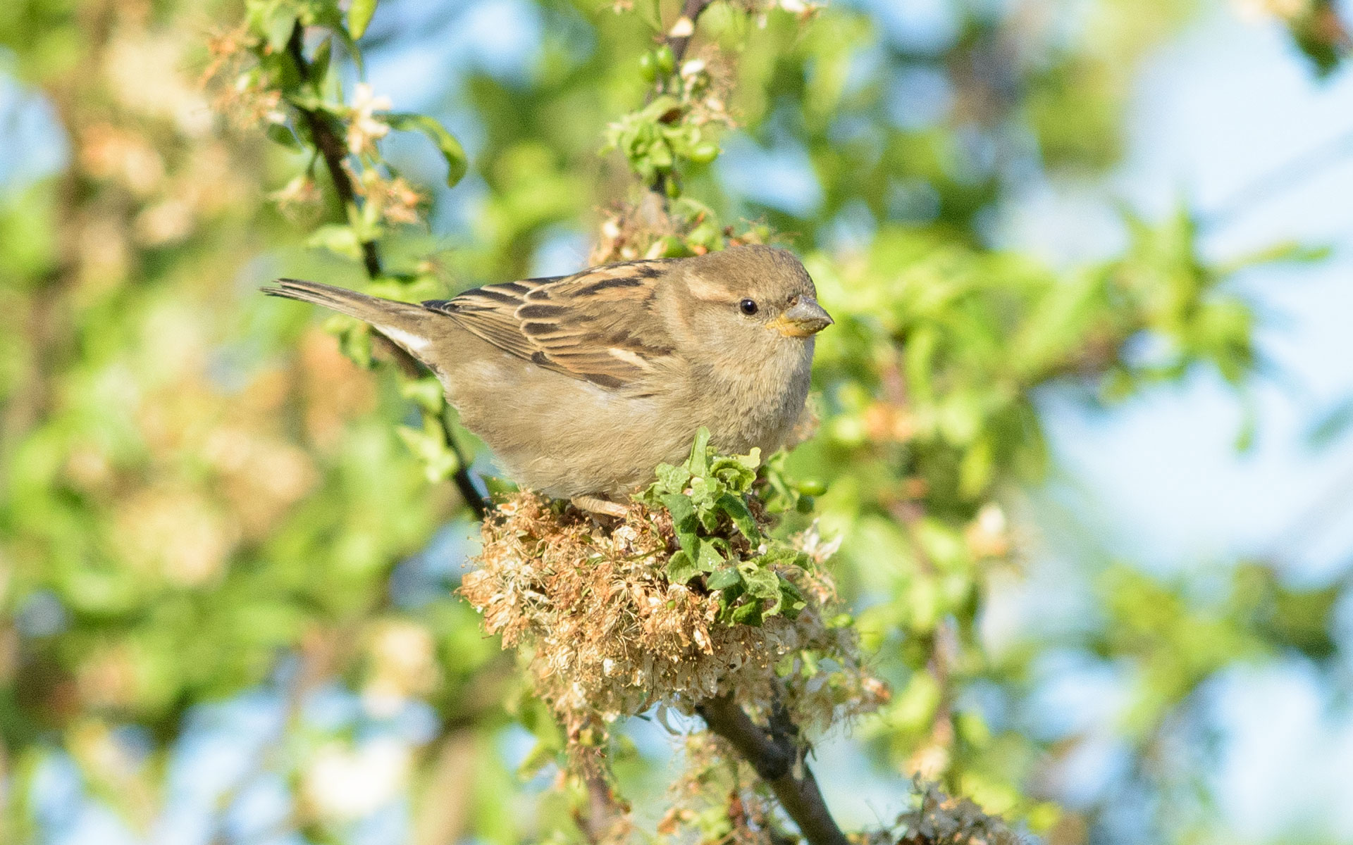 Moineau domestique