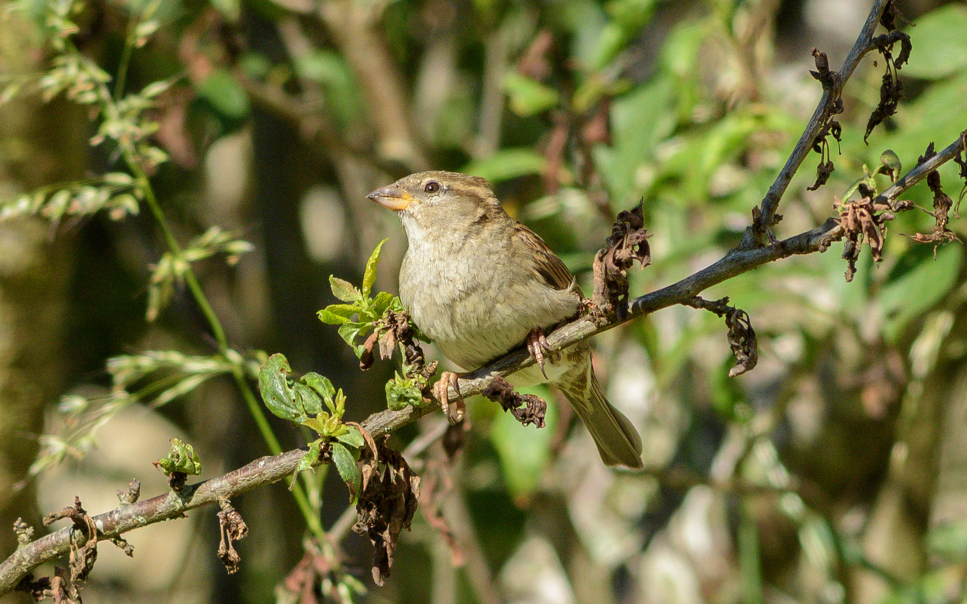 Moineau domestique