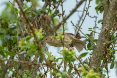 Moineau domestique