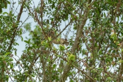 Moineau domestique